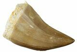 Fossil Mosasaur (Mosasaurus) Tooth - Morocco #259970-1